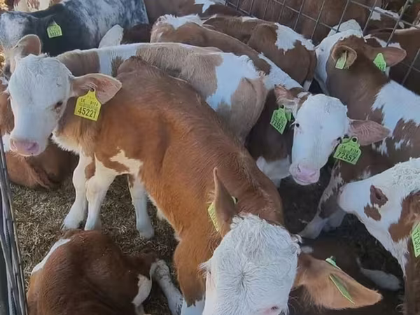 Bulle, Simmental cattle