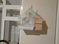 Cüt erkəy tişi papuqay ünvan Şəmkir rayon Zəyəm cırdaxan kəndi — photo 1