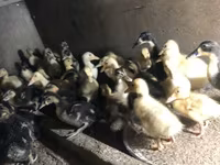 Ducks — الصورة 6