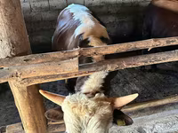 Bulle, Kasachische Weißkopfkuh — Foto 4