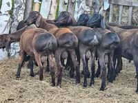 Widder, Hissar sheep — Foto 6