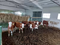 Bulle, Simmental cattle — Foto 2