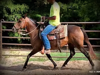 فرس, Quarter Horse — الصورة 8