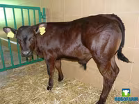 Cow, Russian Black pied cattle — photo 4