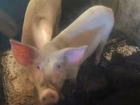 Schweine (Partie, Geschlecht nicht angegeben), Schweine — Foto 2