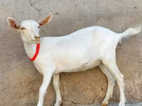Коза, Saanen goat — фото 1