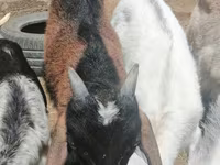 Cabra, Alpine goat — foto 4