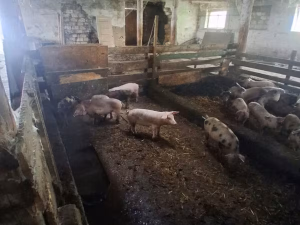 Sow, Pigs