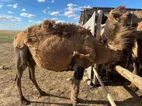 ناقة, Kazakh Bactrian camel — الصورة 8
