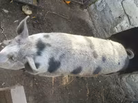 Eber, Schweine — Foto 2