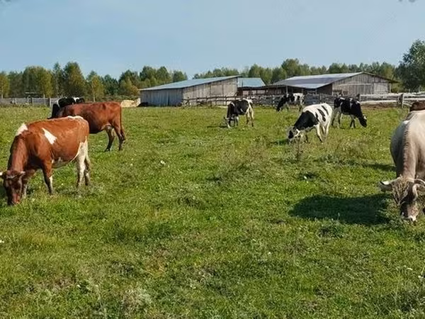 Sigir, Jersey zotasi