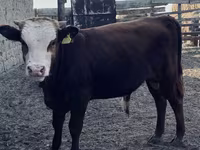 Bull, Kazakh White-headed cow — photo 1