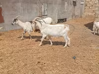 Теке, Saanen goat — 4-сурет