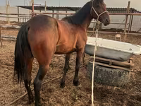 Caballo, Standardbred — foto 2