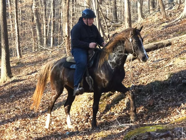 At, Rocky Mountain Horse