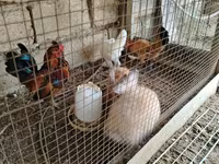 Chickens — 4-rasm