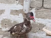 Turkeys — الصورة 5