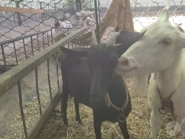 母山羊, Murcia-Granada goats