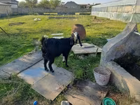 Cabra, Cabras — foto 1