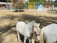 خيول (دفعة، الجنس غير محدد), Australian Pony — الصورة 5