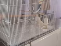 Növ: Nimfa (Cockatiel) papağanları və qəfəs dəsti 4 quw qefes daxil — 1-сурет