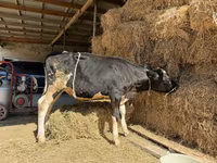 Kuh, Russian Black pied cattle — Foto 4