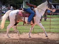 حصان, National Show Horse — الصورة 8