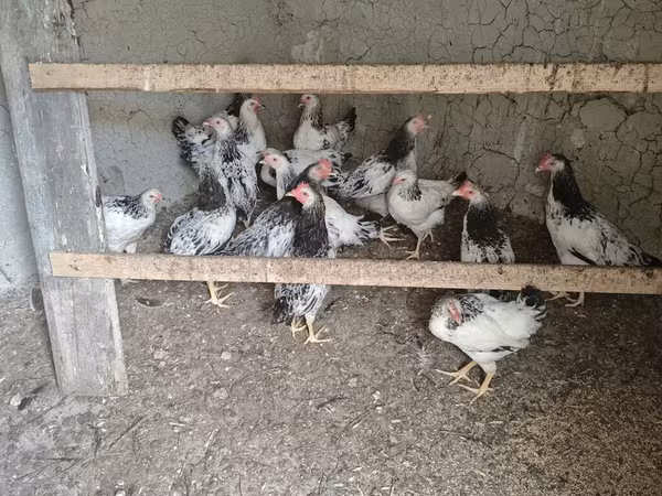 Chickens