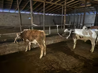 Bulle, Latvian Blue cattle — Foto 2