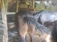 Yegua, Caballos — foto 1