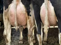Cow, Holstein breed — photo 2