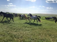 فرس, Kazakh horse — الصورة 1
