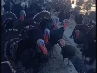 Turkeys — photo 4