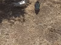 Ducks — 4-rasm