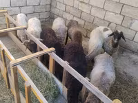 Qoç, Qoyunlar — foto 4