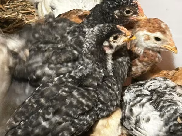 Chickens