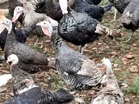 Turkeys — 照片 2