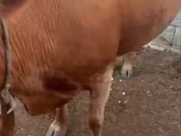 بقرة, Latvian Blue cattle — الصورة 5
