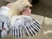 براهما — الصورة 3
