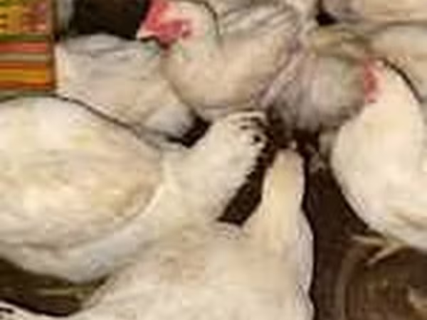 Chickens