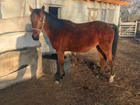 Айғыр, Anglo-Arabian — 6-сурет