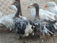 Geese — الصورة 6