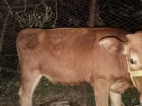 母牛, Cattle — 照片 5