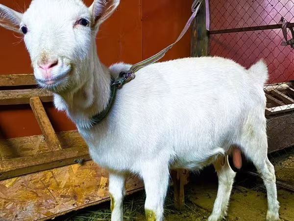 Ешкі, Saanen goat
