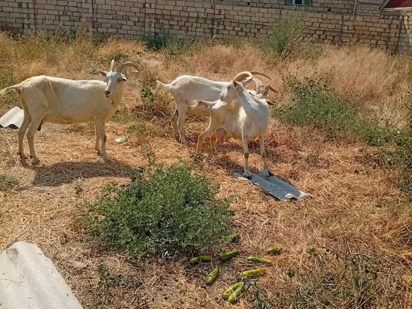 عنزة, Saanen goat