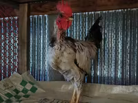 Chickens — फ़ोटो 2