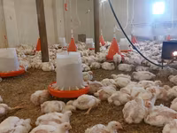 Chickens — 4-сурет
