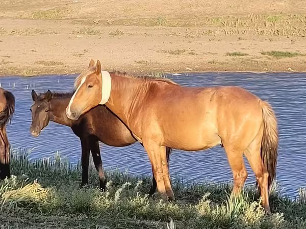حصان, Kazakh horse