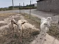 Ziege, Saanen goat — Foto 6