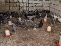Chickens — 照片 3